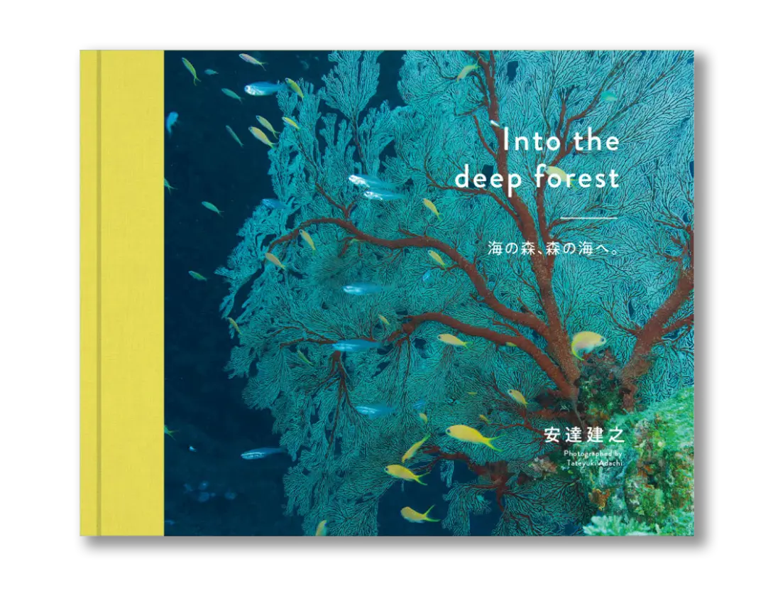 Into the deep forest